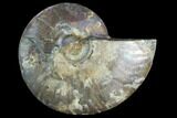 Agatized Ammonite Fossil (Half) - Madagascar #125066-1